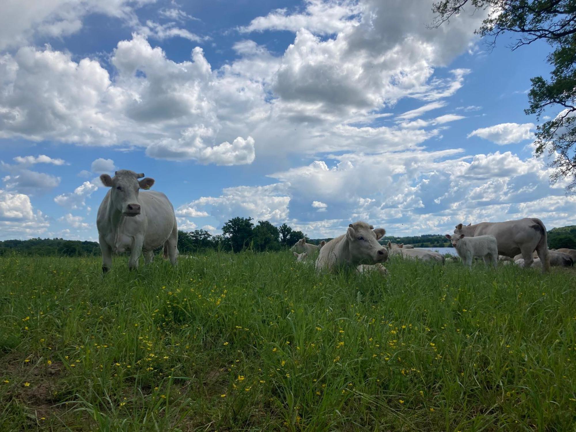 Gite A La Campagne Au Bord D'Un Lac 8 Personnes Saint-Quentin-sur-Charente المظهر الخارجي الصورة